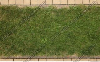 photo texture of grass 0009